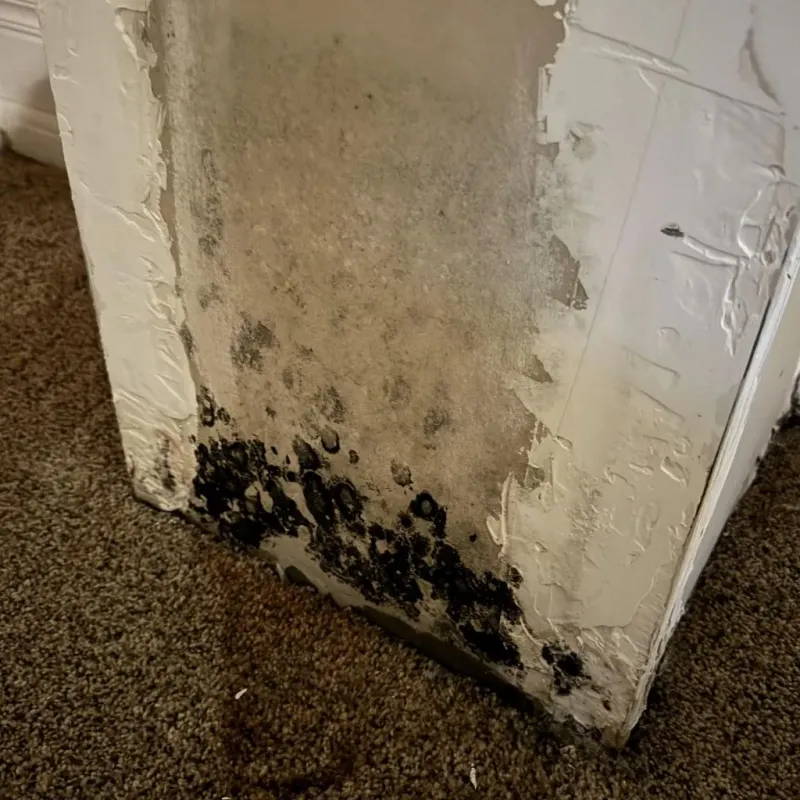 Professional Mold Removal in Four Corners, OR